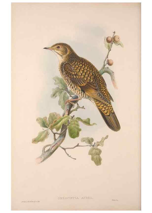 Reproducción/Reproduction 48914737246: The birds of Great Britain. London :Printed by Taylor and Francis, published by the author,1873.. 