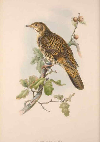 Reproducción/Reproduction 48914737246: The birds of Great Britain. London :Printed by Taylor and Francis, published by the author,1873.. 