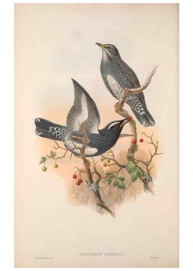 Reproducción/Reproduction 48914737656: The birds of Great Britain. London :Printed by Taylor and Francis, published by the author,1873.. 