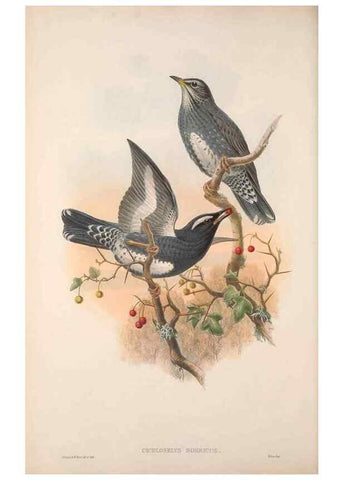 Reproducción/Reproduction 48914737656: The birds of Great Britain. London :Printed by Taylor and Francis, published by the author,1873.. 