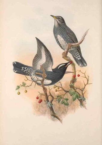 Reproducción/Reproduction 48914737656: The birds of Great Britain. London :Printed by Taylor and Francis, published by the author,1873.. 
