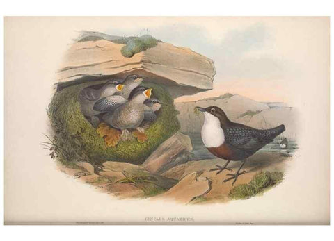 Reproducción/Reproduction 48914944007: The birds of Great Britain. London :Printed by Taylor and Francis, published by the author,1873.. 