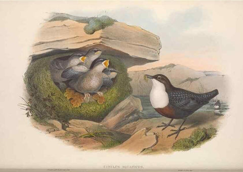 Reproducción/Reproduction 48914944007: The birds of Great Britain. London :Printed by Taylor and Francis, published by the author,1873.. 