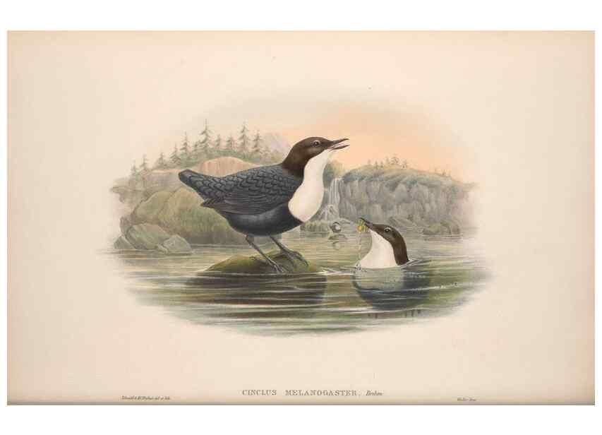 Reproducción/Reproduction 48914944327: The birds of Great Britain. London :Printed by Taylor and Francis, published by the author,1873.. 