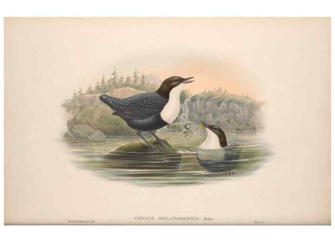 Reproducción/Reproduction 48914944327: The birds of Great Britain. London :Printed by Taylor and Francis, published by the author,1873.. 