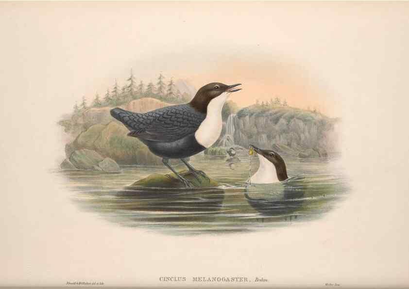 Reproducción/Reproduction 48914944327: The birds of Great Britain. London :Printed by Taylor and Francis, published by the author,1873.. 