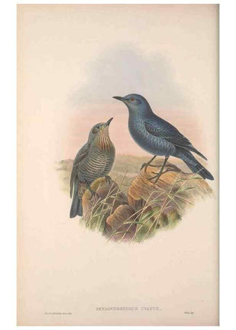 Reproducción/Reproduction 48914209558: The birds of Great Britain. London :Printed by Taylor and Francis, published by the author,1873.. 