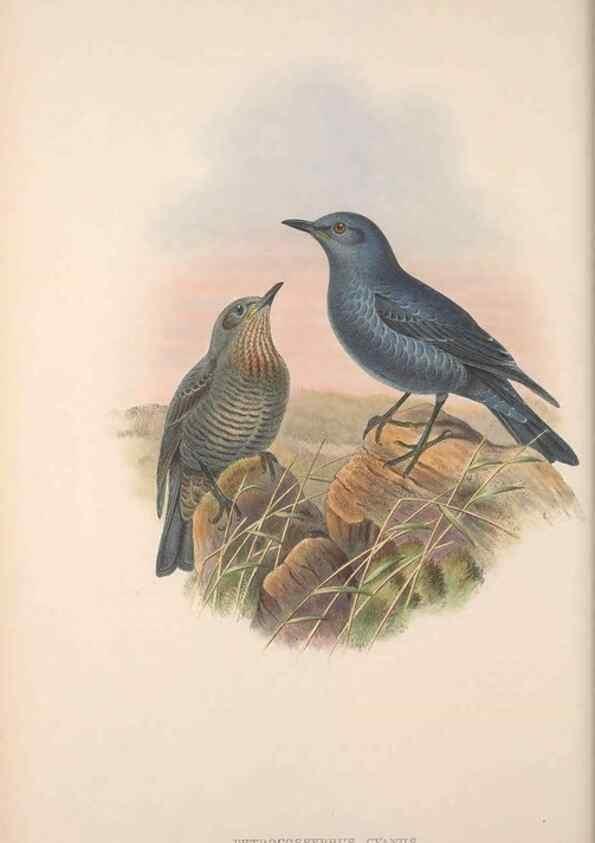 Reproducción/Reproduction 48914209558: The birds of Great Britain. London :Printed by Taylor and Francis, published by the author,1873.. 