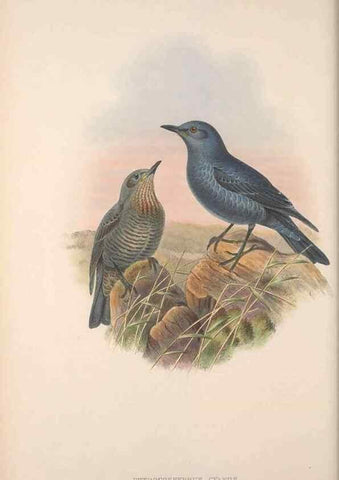 Reproducción/Reproduction 48914209558: The birds of Great Britain. London :Printed by Taylor and Francis, published by the author,1873.. 