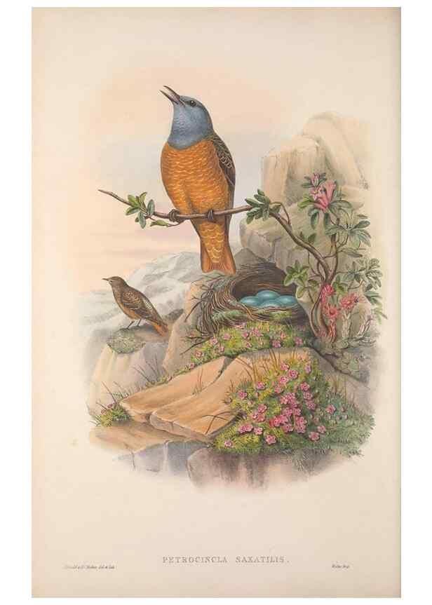 Reproducción/Reproduction 48914738931: The birds of Great Britain. London :Printed by Taylor and Francis, published by the author,1873.. 