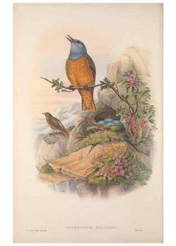 Reproducción/Reproduction 48914738931: The birds of Great Britain. London :Printed by Taylor and Francis, published by the author,1873.. 