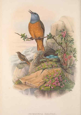 Reproducción/Reproduction 48914738931: The birds of Great Britain. London :Printed by Taylor and Francis, published by the author,1873.. 