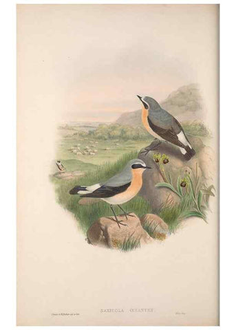 Reproducción/Reproduction 48914945287: The birds of Great Britain. London :Printed by Taylor and Francis, published by the author,1873.. 