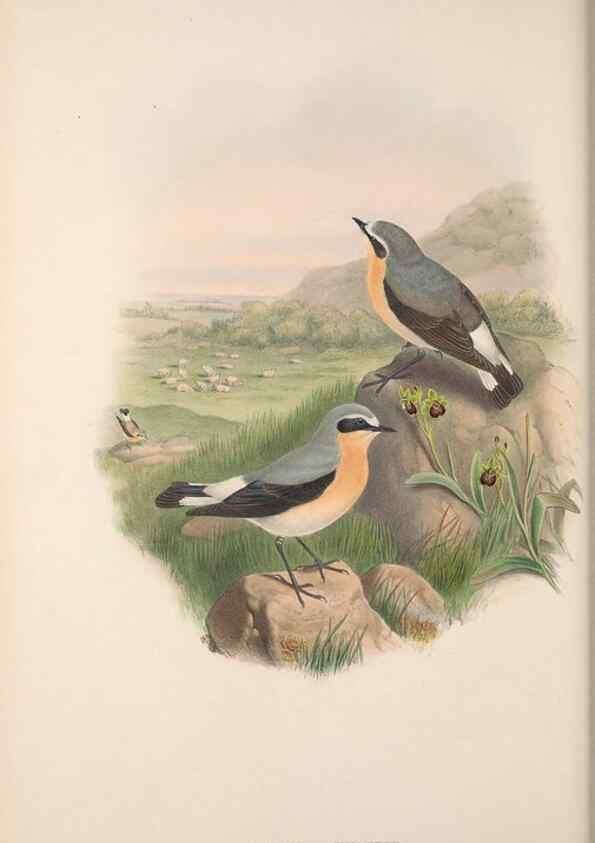Reproducción/Reproduction 48914945287: The birds of Great Britain. London :Printed by Taylor and Francis, published by the author,1873.. 