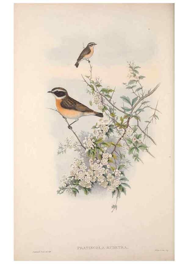 Reproducción/Reproduction 48914739586: The birds of Great Britain. London :Printed by Taylor and Francis, published by the author,1873.. 