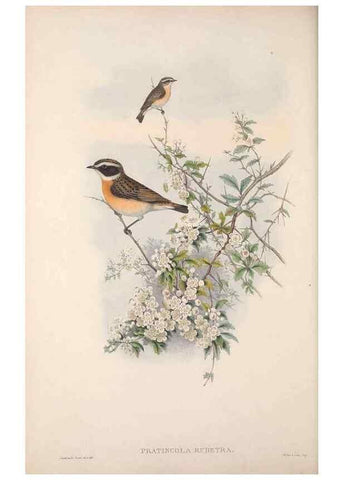 Reproducción/Reproduction 48914739586: The birds of Great Britain. London :Printed by Taylor and Francis, published by the author,1873.. 