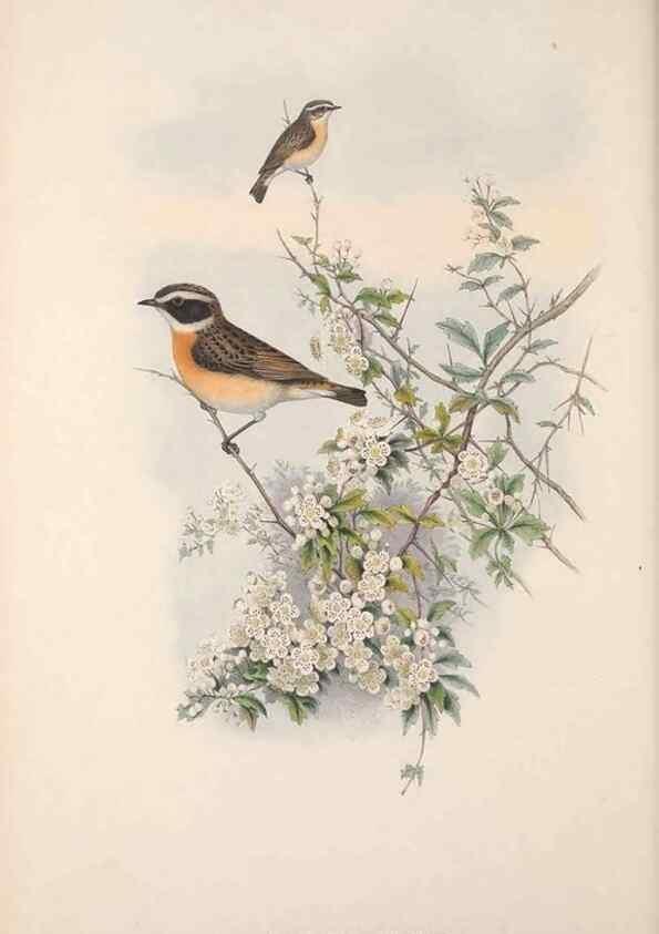 Reproducción/Reproduction 48914739586: The birds of Great Britain. London :Printed by Taylor and Francis, published by the author,1873.. 