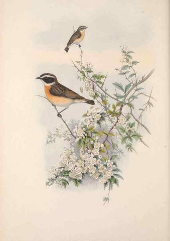 Reproducción/Reproduction 48914739586: The birds of Great Britain. London :Printed by Taylor and Francis, published by the author,1873.. 