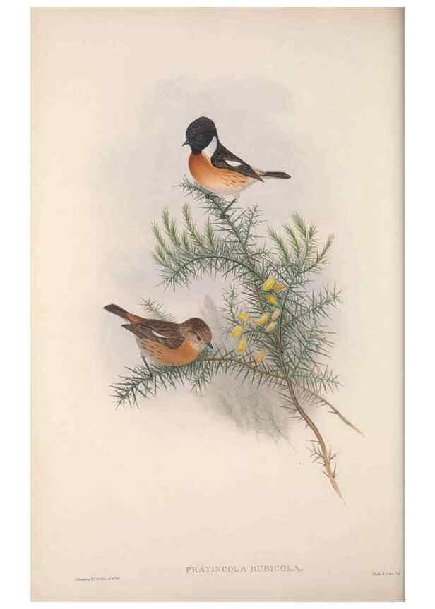 Reproducción/Reproduction 48914739901: The birds of Great Britain. London :Printed by Taylor and Francis, published by the author,1873.. 