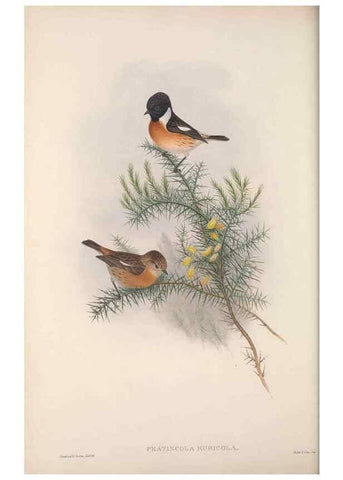 Reproducción/Reproduction 48914739901: The birds of Great Britain. London :Printed by Taylor and Francis, published by the author,1873.. 