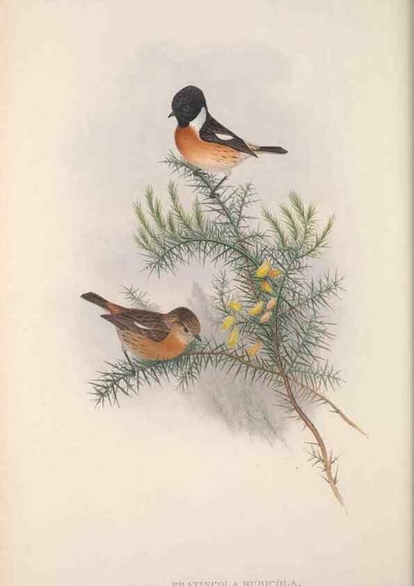 Reproducción/Reproduction 48914739901: The birds of Great Britain. London :Printed by Taylor and Francis, published by the author,1873.. 