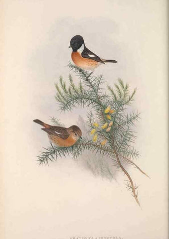 Reproducción/Reproduction 48914739901: The birds of Great Britain. London :Printed by Taylor and Francis, published by the author,1873.. 