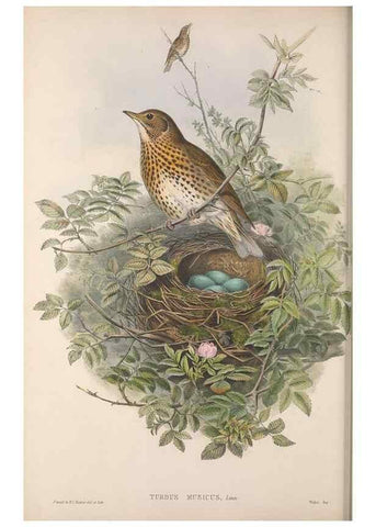 Reproducción/Reproduction 48914734941: The birds of Great Britain. London :Printed by Taylor and Francis, published by the author,1873.. 