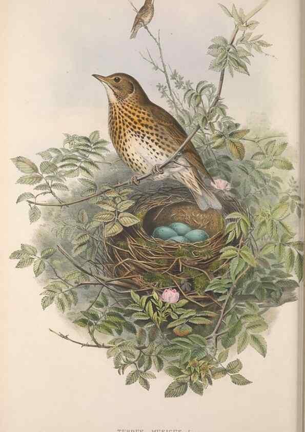 Reproducción/Reproduction 48914734941: The birds of Great Britain. London :Printed by Taylor and Francis, published by the author,1873.. 