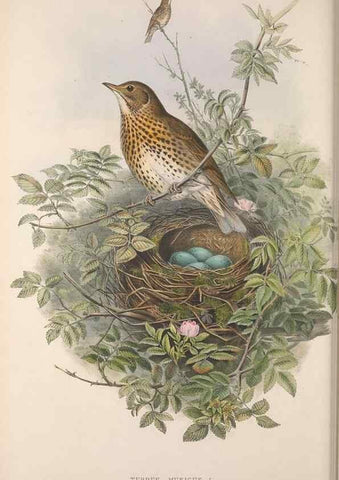 Reproducción/Reproduction 48914734941: The birds of Great Britain. London :Printed by Taylor and Francis, published by the author,1873.. 
