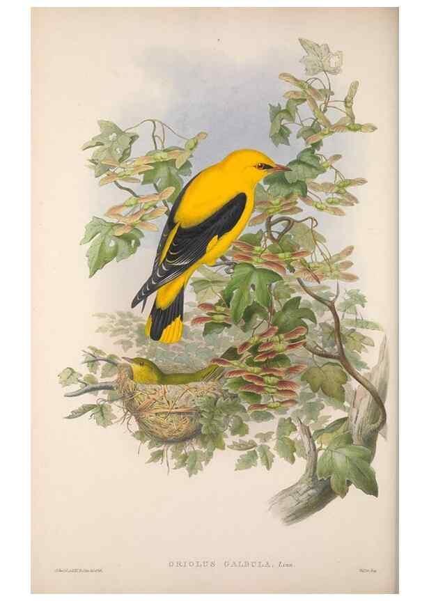 Reproducción/Reproduction 48914734571: The birds of Great Britain. London :Printed by Taylor and Francis, published by the author,1873.. 