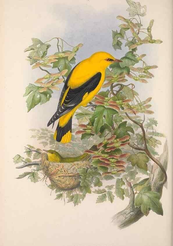Reproducción/Reproduction 48914734571: The birds of Great Britain. London :Printed by Taylor and Francis, published by the author,1873.. 