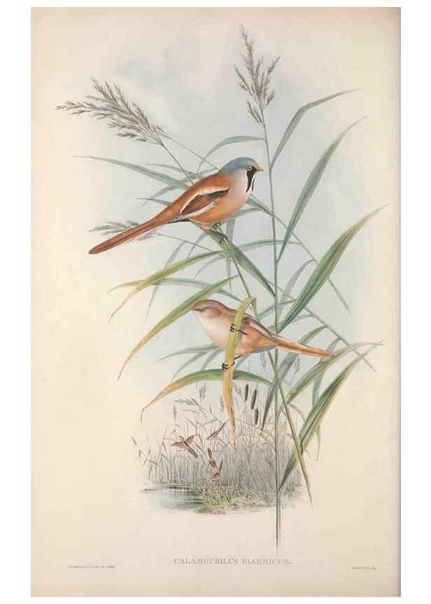 Reproducción/Reproduction 48914940117: The birds of Great Britain. London :Printed by Taylor and Francis, published by the author,1873.. 