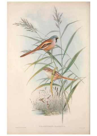 Reproducción/Reproduction 48914940117: The birds of Great Britain. London :Printed by Taylor and Francis, published by the author,1873.. 