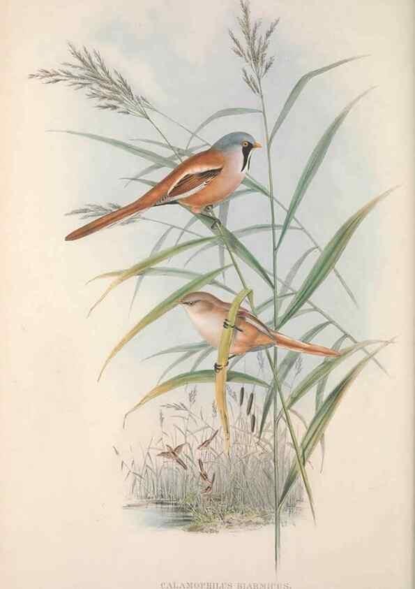 Reproducción/Reproduction 48914940117: The birds of Great Britain. London :Printed by Taylor and Francis, published by the author,1873.. 