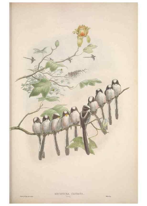Reproducción/Reproduction 48914939792: The birds of Great Britain. London :Printed by Taylor and Francis, published by the author,1873.. 