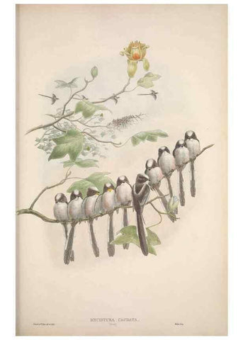 Reproducción/Reproduction 48914939792: The birds of Great Britain. London :Printed by Taylor and Francis, published by the author,1873.. 