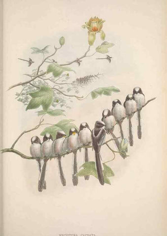 Reproducción/Reproduction 48914939792: The birds of Great Britain. London :Printed by Taylor and Francis, published by the author,1873.. 