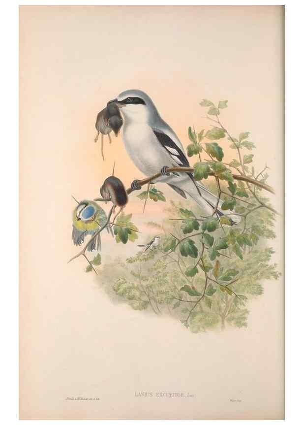 Reproducción/Reproduction 48914199983: The birds of Great Britain. London :Printed by Taylor and Francis, published by the author,1873.. 