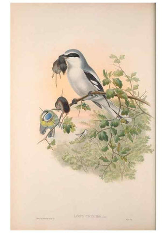 Reproducción/Reproduction 48914199983: The birds of Great Britain. London :Printed by Taylor and Francis, published by the author,1873.. 