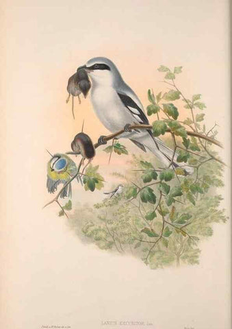 Reproducción/Reproduction 48914199983: The birds of Great Britain. London :Printed by Taylor and Francis, published by the author,1873.. 