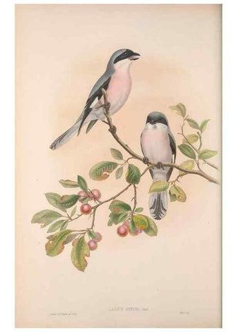 Reproducción/Reproduction 48914934902: The birds of Great Britain. London :Printed by Taylor and Francis, published by the author,1873.. 