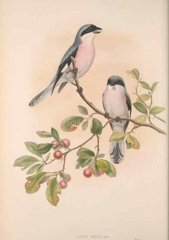 Reproducción/Reproduction 48914934902: The birds of Great Britain. London :Printed by Taylor and Francis, published by the author,1873.. 