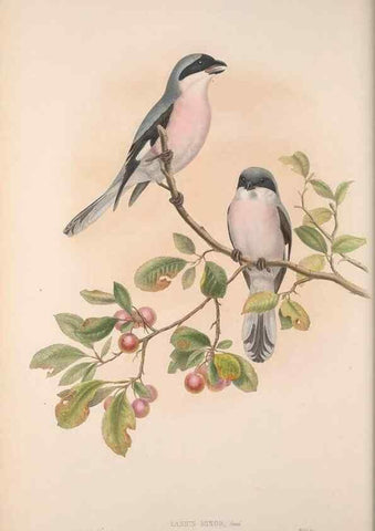 Reproducción/Reproduction 48914934902: The birds of Great Britain. London :Printed by Taylor and Francis, published by the author,1873.. 