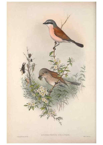 Reproducción/Reproduction 48914729191: The birds of Great Britain. London :Printed by Taylor and Francis, published by the author,1873.. 