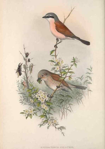 Reproducción/Reproduction 48914729191: The birds of Great Britain. London :Printed by Taylor and Francis, published by the author,1873.. 