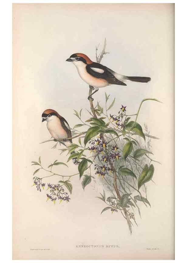 Reproducción/Reproduction 48914935502: The birds of Great Britain. London :Printed by Taylor and Francis, published by the author,1873.. 