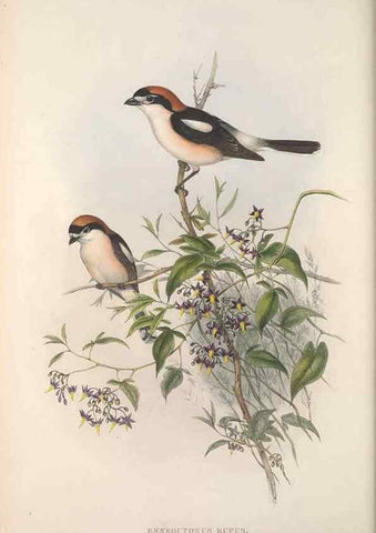 Reproducción/Reproduction 48914935502: The birds of Great Britain. London :Printed by Taylor and Francis, published by the author,1873.. 