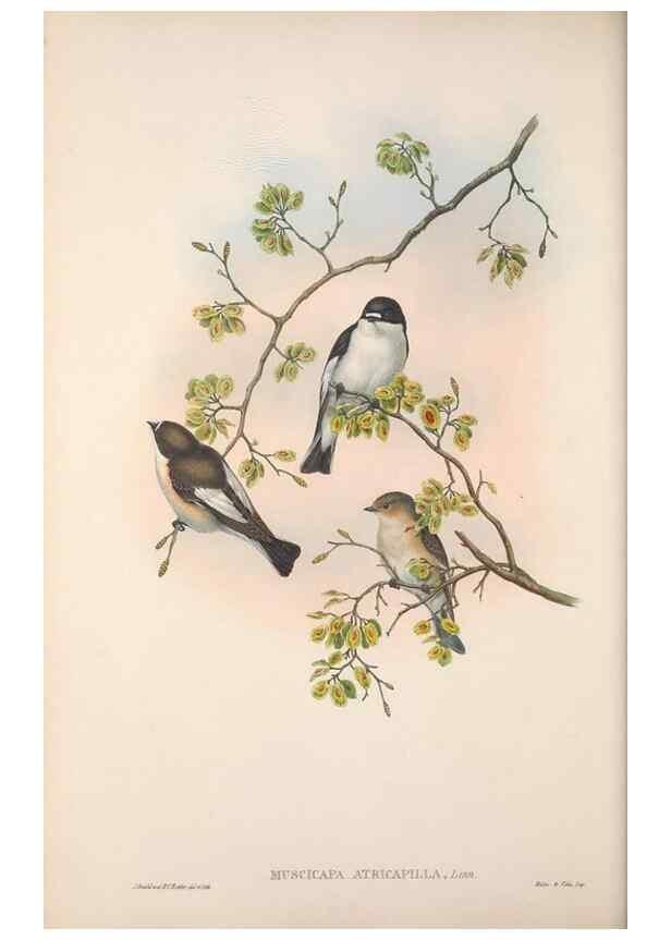 Reproducción/Reproduction 48914729871: The birds of Great Britain. London :Printed by Taylor and Francis, published by the author,1873.. 