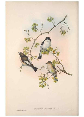 Reproducción/Reproduction 48914729871: The birds of Great Britain. London :Printed by Taylor and Francis, published by the author,1873.. 