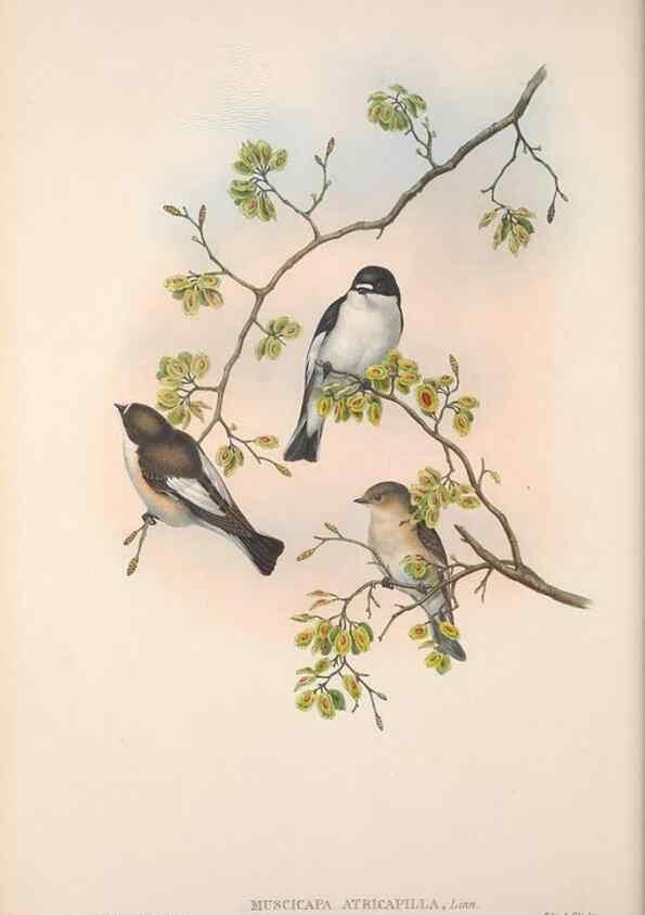 Reproducción/Reproduction 48914729871: The birds of Great Britain. London :Printed by Taylor and Francis, published by the author,1873.. 